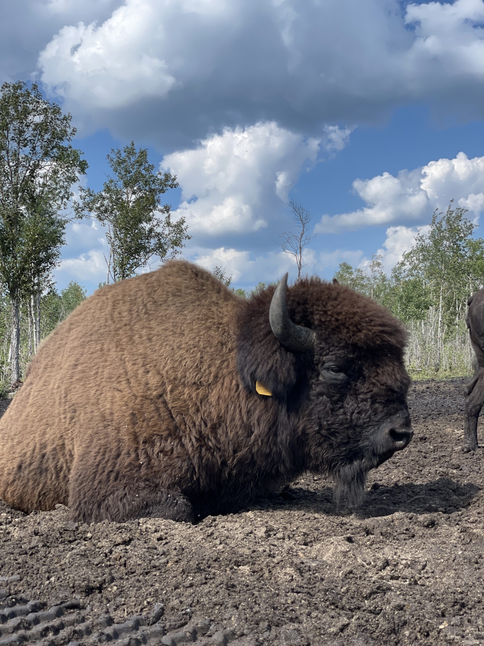 Featured image for “Bison ranch stays true to Indigenous culture and heritage”